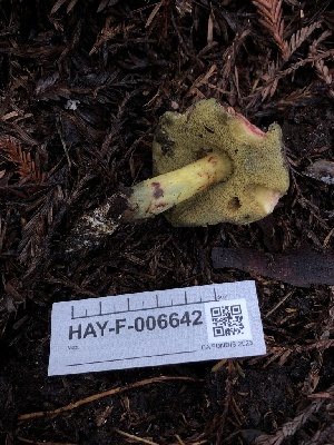  ( - HAY-F-006642)  @11 [ ] by-nc (2023) Dean Lyons Fungal Diversity Survey