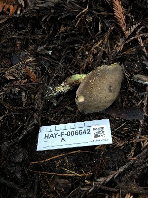  ( - HAY-F-006642)  @11 [ ] by-nc (2023) Dean Lyons Fungal Diversity Survey
