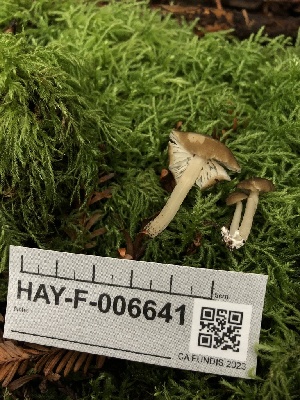  (Entoloma exalbidum - HAY-F-006641)  @11 [ ] by-nc (2023) Dean Lyons Fungal Diversity Survey