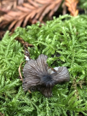  (Entoloma callipygmaeum - HAY-F-006639)  @11 [ ] by-nc (2023) Dean Lyons Fungal Diversity Survey