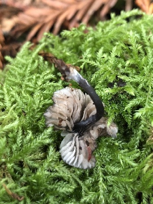  ( - HAY-F-006639)  @11 [ ] by-nc (2023) Dean Lyons Fungal Diversity Survey