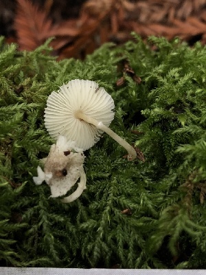  (Leucoagaricus melanotrichus - HAY-F-006637)  @11 [ ] by-nc (2023) Dean Lyons Fungal Diversity Survey