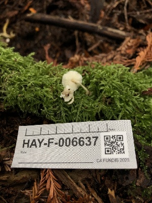  ( - HAY-F-006637)  @11 [ ] by-nc (2023) Dean Lyons Fungal Diversity Survey