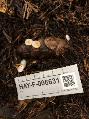  ( - HAY-F-006631)  @11 [ ] by-nc (2023) Dean Lyons Fungal Diversity Survey