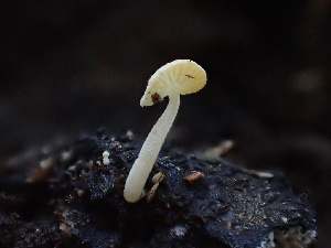  ( - HAY-F-006648)  @11 [ ] by-nc (2023) Dean Lyons Fungal Diversity Survey