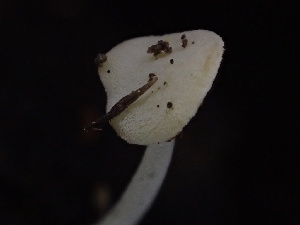  ( - HAY-F-006648)  @11 [ ] by-nc (2023) Dean Lyons Fungal Diversity Survey