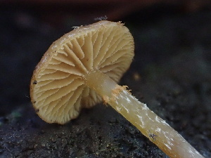  (Galerina sp. Naucoriopsis-PNW02 - HAY-F-006647)  @11 [ ] by-nc (2023) Dean Lyons Fungal Diversity Survey