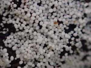  ( - HAY-F-006629)  @11 [ ] by-nc (2023) Dean Lyons Fungal Diversity Survey