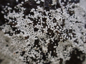  ( - HAY-F-006629)  @11 [ ] by-nc (2023) Dean Lyons Fungal Diversity Survey