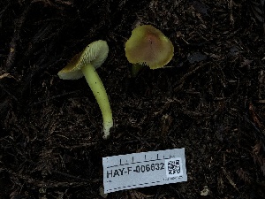  ( - HAY-F-006632)  @11 [ ] by-nc (2023) Dean Lyons Fungal Diversity Survey