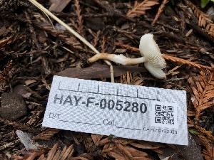  ( - HAY-F-005280)  @11 [ ] by-nc (2023) Dean Lyons Fungal Diversity Survey