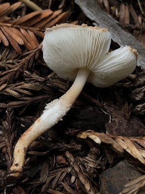  (Pulverolepiota - HAY-F-005280)  @11 [ ] by-nc (2023) Dean Lyons Fungal Diversity Survey