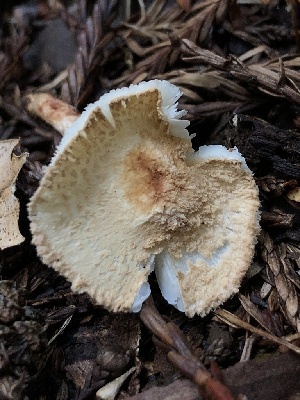  ( - HAY-F-005280)  @11 [ ] by-nc (2023) Dean Lyons Fungal Diversity Survey