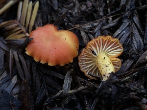  ( - HAY-F-005281)  @11 [ ] by-nc (2023) Dean Lyons Fungal Diversity Survey