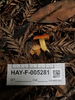  ( - HAY-F-005281)  @11 [ ] by-nc (2023) Dean Lyons Fungal Diversity Survey