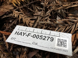  (Entoloma sp. CA38 - HAY-F-005279)  @11 [ ] by-nc (2023) Dean Lyons Fungal Diversity Survey