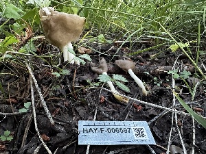 (Helvella sp. elastica-PNW03 - HAY-F-006597)  @11 [ ] by-nc (2023) Aaron Tupac Fungal Diversity Survey