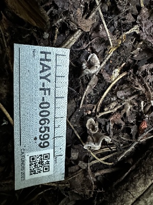  (Thelephora sp. PNW02 - HAY-F-006599)  @11 [ ] by-nc (2023) Aaron Tupac Fungal Diversity Survey