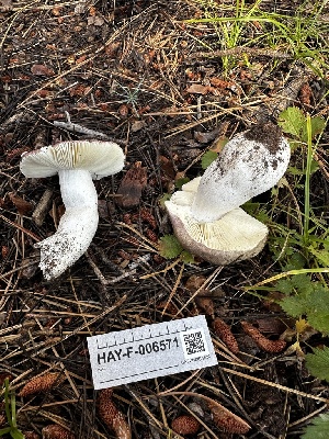  ( - HAY-F-006571)  @11 [ ] by-nc (2023) Aaron Tupac Fungal Diversity Survey