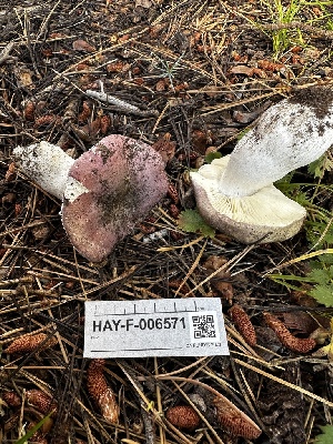  ( - HAY-F-006571)  @11 [ ] by-nc (2023) Aaron Tupac Fungal Diversity Survey