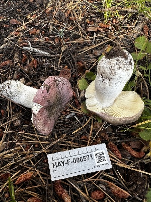  ( - HAY-F-006571)  @11 [ ] by-nc (2023) Aaron Tupac Fungal Diversity Survey