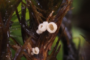  (Chromocyphellaceae - HAY-F-005257)  @11 [ ] by-nc (2023) Warren Cardimona Fungal Diversity Survey
