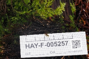  ( - HAY-F-005257)  @11 [ ] by-nc (2023) Warren Cardimona Fungal Diversity Survey
