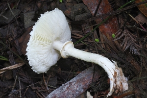  ( - HAY-F-005261)  @11 [ ] by-nc (2023) Warren Cardimona Fungal Diversity Survey