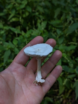  ( - HAY-F-005261)  @11 [ ] by-nc (2023) Warren Cardimona Fungal Diversity Survey