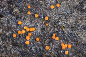  (Hydropisphaera - HAY-F-005258)  @11 [ ] by-nc (2023) Warren Cardimona Fungal Diversity Survey