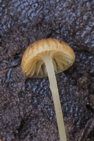  ( - HAY-F-005263)  @11 [ ] by-nc (2023) Warren Cardimona Fungal Diversity Survey