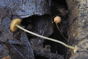  ( - HAY-F-005263)  @11 [ ] by-nc (2023) Warren Cardimona Fungal Diversity Survey