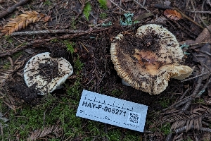  ( - HAY-F-005271)  @11 [ ] by-nc (2023) Warren Cardimona Fungal Diversity Survey