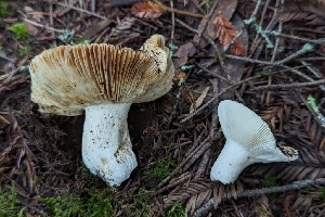  ( - HAY-F-005271)  @11 [ ] by-nc (2023) Warren Cardimona Fungal Diversity Survey