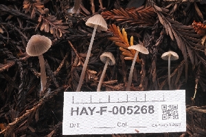  ( - HAY-F-005268)  @11 [ ] by-nc (2023) Warren Cardimona Fungal Diversity Survey