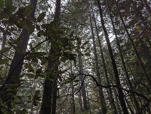 ( - HAY-F-005268)  @11 [ ] by-nc (2023) Warren Cardimona Fungal Diversity Survey