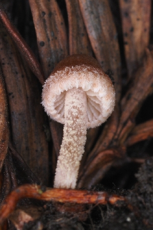  ( - HAY-F-005273)  @11 [ ] by-nc (2023) Warren Cardimona Fungal Diversity Survey