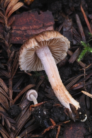  ( - HAY-F-005273)  @11 [ ] by-nc (2023) Warren Cardimona Fungal Diversity Survey