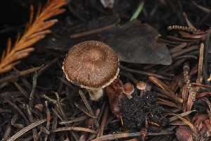  ( - HAY-F-005273)  @11 [ ] by-nc (2023) Warren Cardimona Fungal Diversity Survey