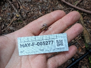  ( - HAY-F-005277)  @11 [ ] by-nc (2023) Warren Cardimona Fungal Diversity Survey