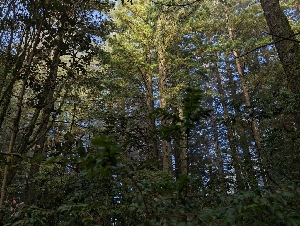  ( - HAY-F-005271)  @11 [ ] by-nc (2023) Warren Cardimona Fungal Diversity Survey