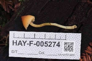  ( - HAY-F-005274)  @11 [ ] by-nc (2023) Warren Cardimona Fungal Diversity Survey