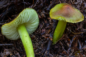  ( - HAY-F-006632)  @11 [ ] by-nc (2023) Dean Lyons Fungal Diversity Survey