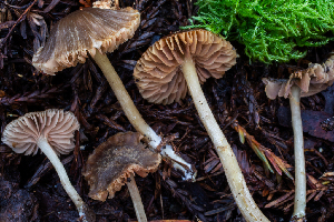  (Entoloma sp. CA39 - HAY-F-006640)  @11 [ ] by-nc (2023) Dean Lyons Fungal Diversity Survey