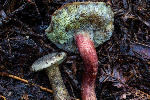  ( - HAY-F-006643)  @11 [ ] by-nc (2023) Dean Lyons Fungal Diversity Survey
