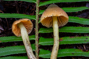  ( - HAY-F-006644)  @11 [ ] by-nc (2023) Dean Lyons Fungal Diversity Survey