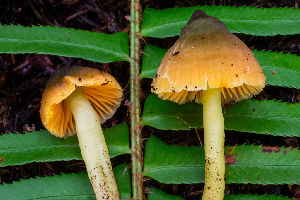  ( - HAY-F-006644)  @11 [ ] by-nc (2023) Dean Lyons Fungal Diversity Survey