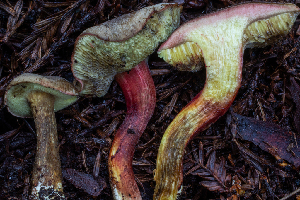  ( - HAY-F-006643)  @11 [ ] by-nc (2023) Dean Lyons Fungal Diversity Survey