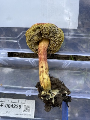  (Hortiboletus sp. CA01 - HAY-F-004236)  @11 [ ] by-nc (2023) Jaren Hockert Fungal Diversity Survey