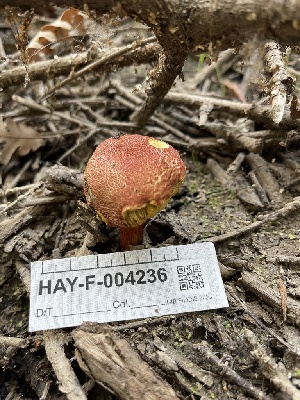  ( - HAY-F-004236)  @11 [ ] by-nc (2023) Jaren Hockert Fungal Diversity Survey